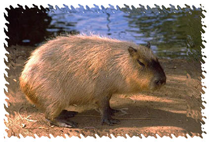 capybara